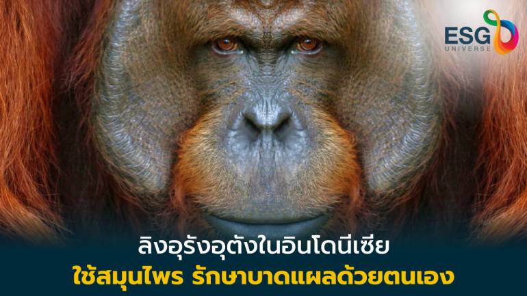 ลิงอุรังอุตังในอินโดนีเซีย ใช้สมุนไพรรักษาบาดแผลด้วยตนเอง เหมือนมนุษย์ 