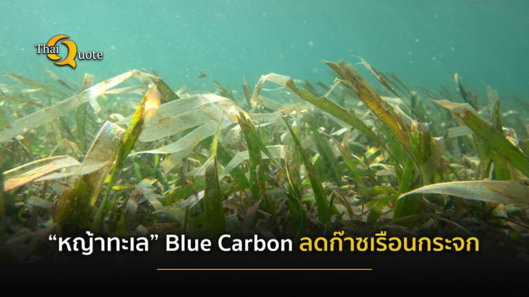ศึกษา “หญ้าทะเล” ภาคตะวันออก แหล่ง Blue Carbon ลดก๊าซเรือนกระจก