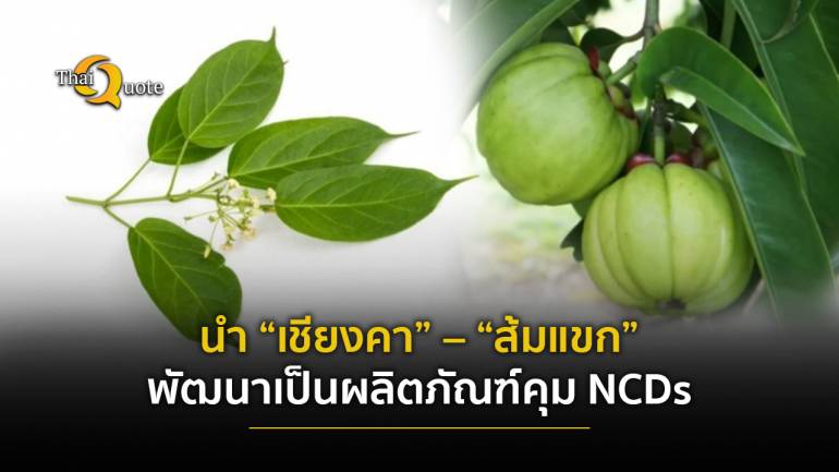 ไม่แพ้ใครในโลก! นักวิจัยไทยเก่ง นำ“เชียงคา” – “ส้มแขก” พืชอัตลักษณ์ พัฒนาเป็นผลิตภัณฑ์คุมNCDs